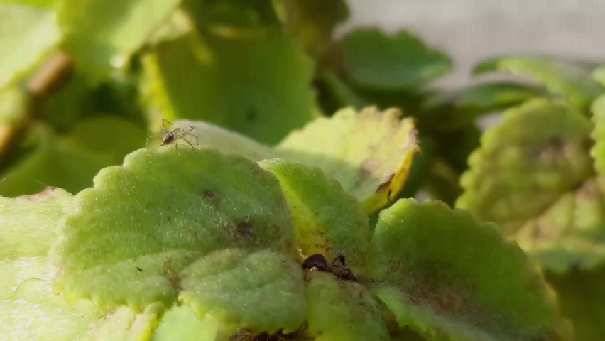 Little insect walks along a leaf of ajwain plant. | Shutterstock HD Video #1097417933
