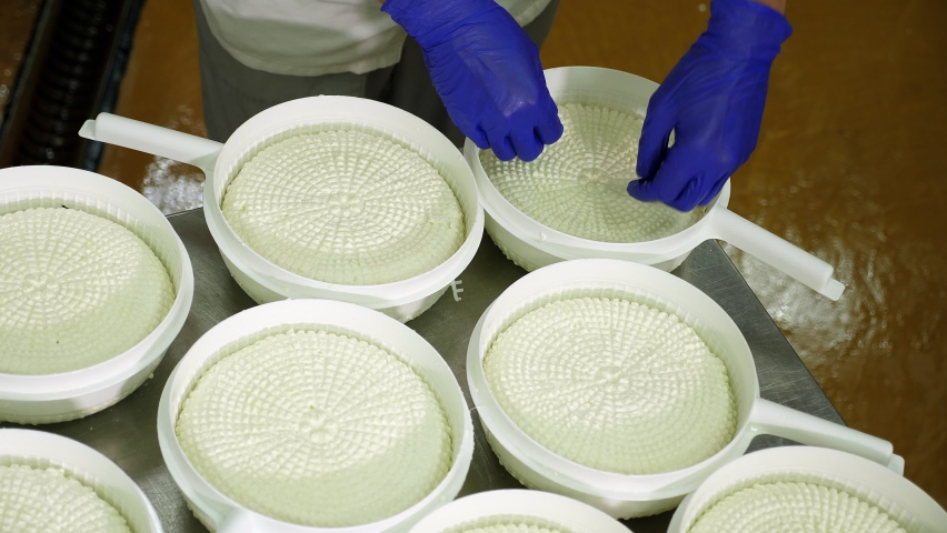 Close-up of a man in a uniform and blue protective gloves working at a cottage cheese factory, he checks the curd mass from the molds. The process of making cheese at a private cheese factory.