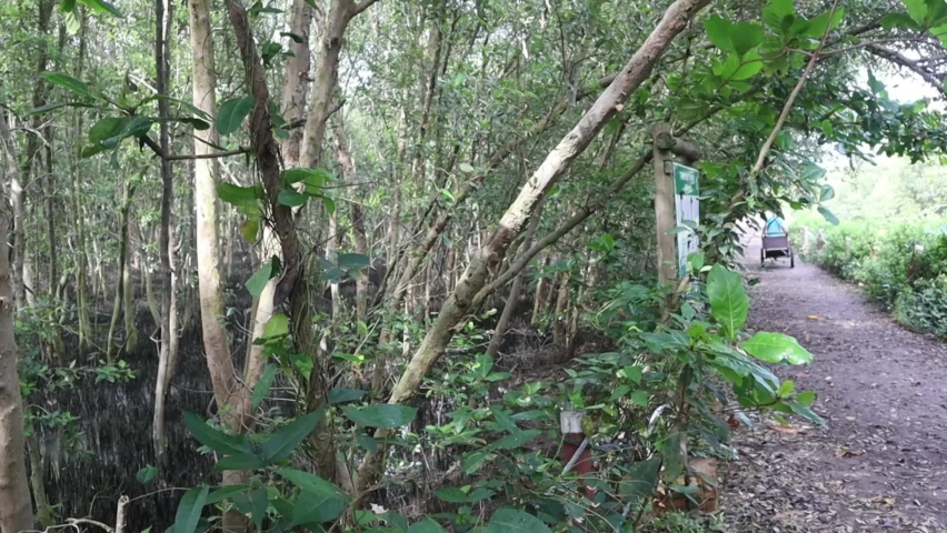 Mangroves as an educational tourism site | Shutterstock HD Video #1097418153
