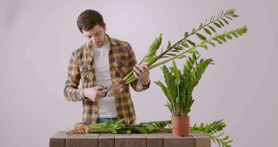 Male gardener cleaning the roots of a house flower with scissors. On a granite table, the man carefully chooses the flowers he wants to replant. Concept of care and giving for green plants. | Shutterstock HD Video #1097418221