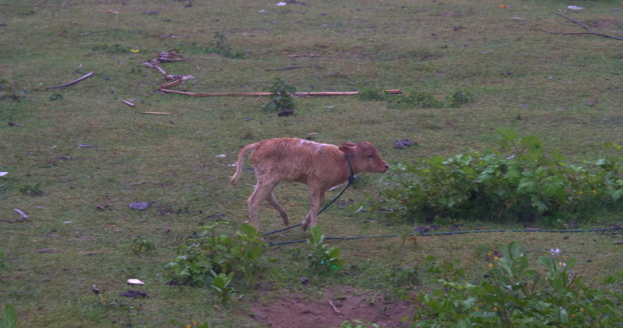 A young bull grazes on a green pasture in the pouring rain. A brown calf eats grass on a green meadow. A young bull is grazing in the pasture. The concept of domestic animal husbandry | Shutterstock HD Video #1097418515