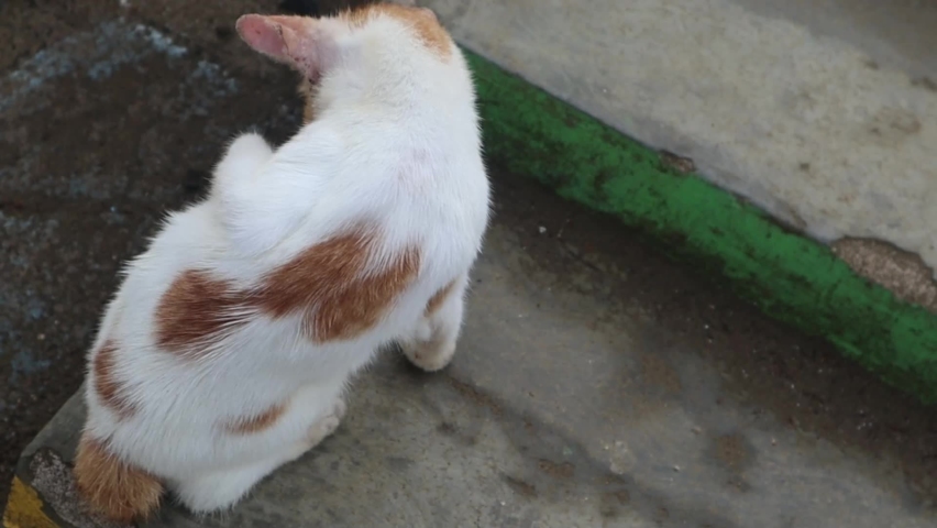 A stray cat during the day | Shutterstock HD Video #1097418571