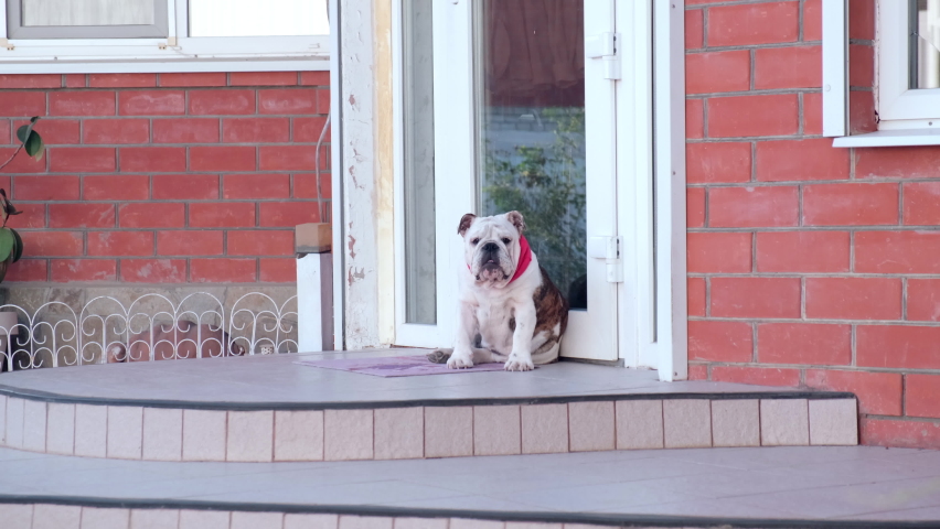 Young english bulldog in a red bandage collar sits next to the house in the backyard. Outdoors. Pets Concept. 4k | Shutterstock HD Video #1097419339
