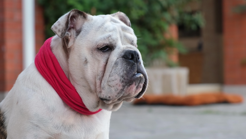 Young english bulldog in a red bandage collar sits and looking around in the yard in summer and guard the house. Outdoors. Pet Concept | Shutterstock HD Video #1097419701