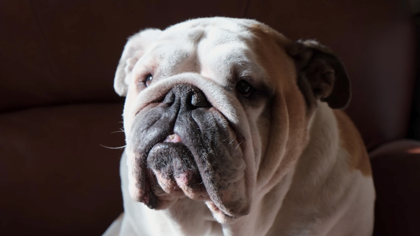 Portrait of an English bulldog in the rays of light in the dark close-up. Sad Bulldog looks at the camera. Pet concept | Shutterstock HD Video #1097421697
