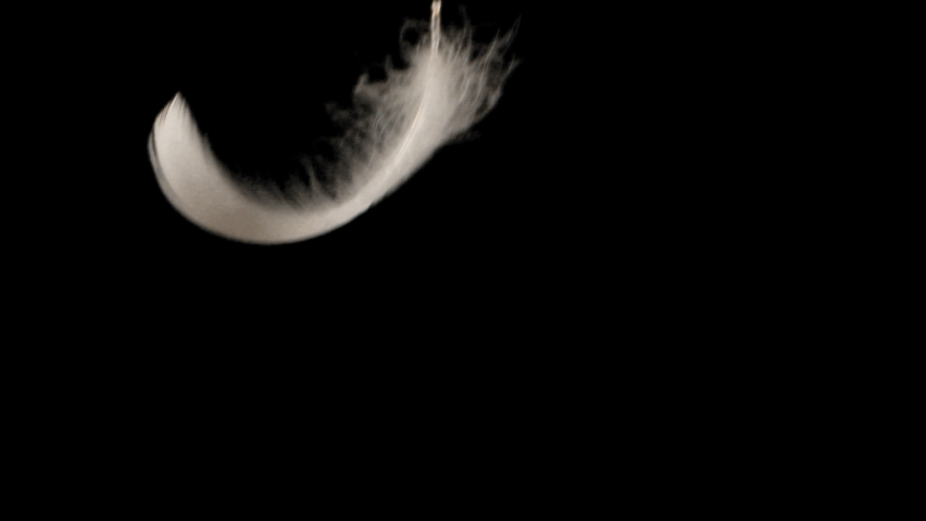 Falling swan feathers. Slow motion. Alpha channel included.
