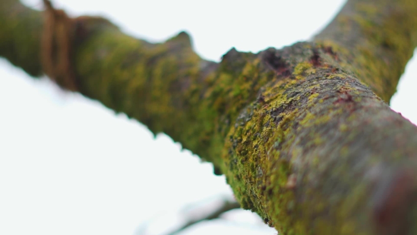 Closeup macro shot of moss on the trunk of a tree in forest during the monsoon season at Manali in Himachal Pradesh, India. Green moss get accumulated on the tree during the monsoon.  | Shutterstock HD Video #1097424825