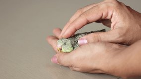 Taking care feeding pet bird budgie chick with hand. Human hand caring baby love bird in Kerala India. Kid taming playing with small birdie giving food.