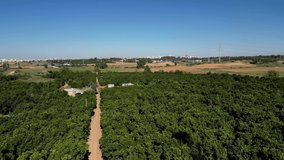 4k Drone  Video- the last remains of Rechovot old historical orange fruit orchards and vast agricultural open fields on the Eastern outskirts of the city of Rehovot- Israel
