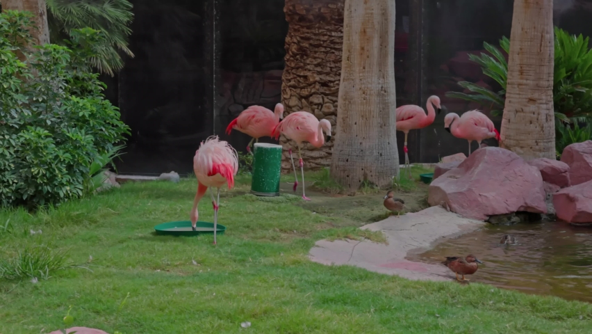 Beautiful view of pink Flamingos near fountain in hotel garden. USA. | Shutterstock HD Video #1097436309