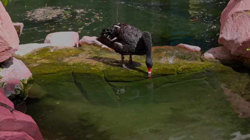Beautiful view of of black swan in water of pond on hot summer day. Las Vegas. Nevada. USA. | Shutterstock HD Video #1097436339