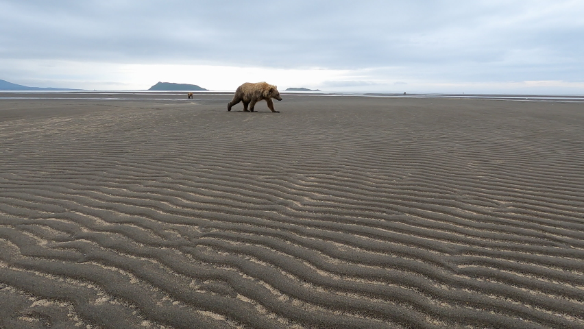 Brown Bear walks on the beach at Hallo Bay in Katmai National Park Alaska