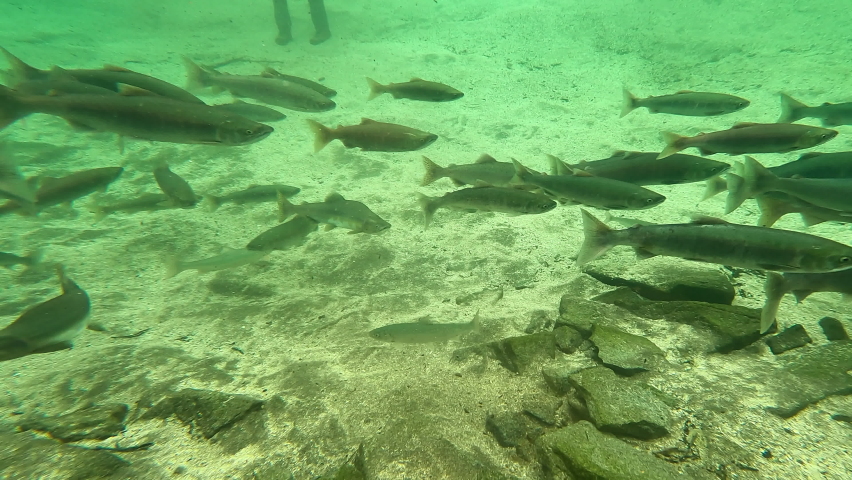 
Salmon spawning at Katmai National Park Alaska 2