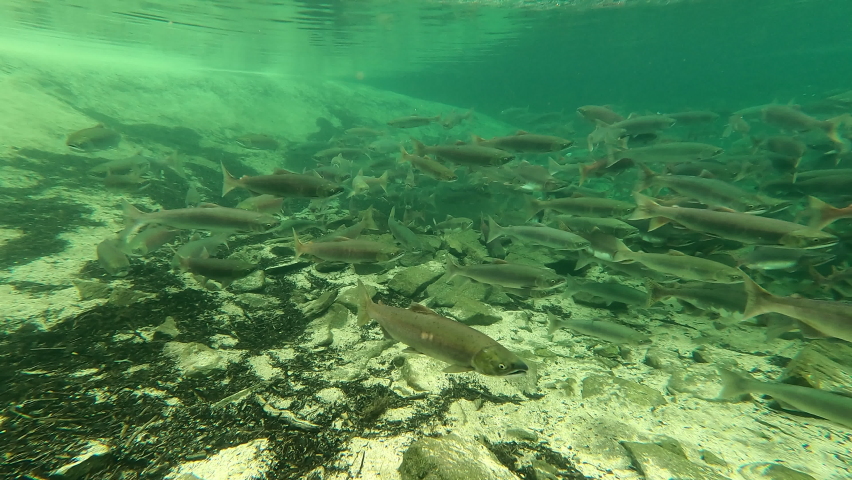Salmon spawning at Katmai National Park Alaska