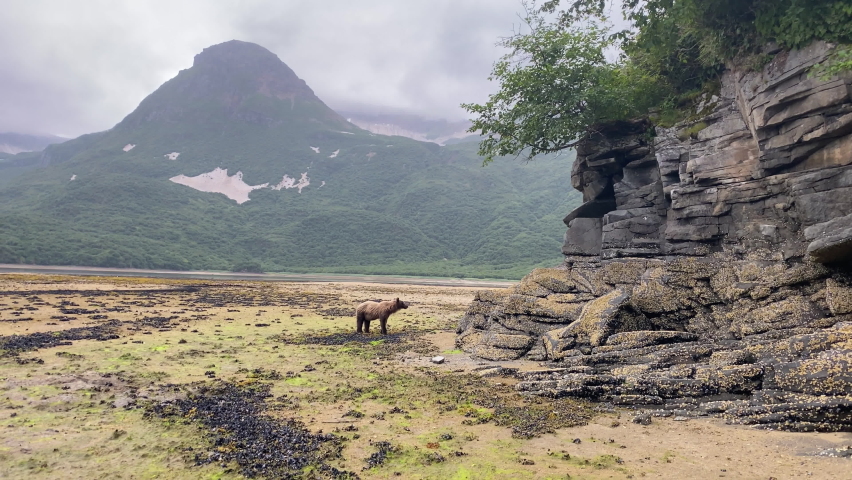 
Brown bear walks on rocky ledge wide shot Katmai National Park