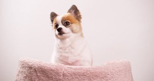 Video shot up close of a happy little dog, puppy lying on a pink rug with a pink wall in the backdrop.
