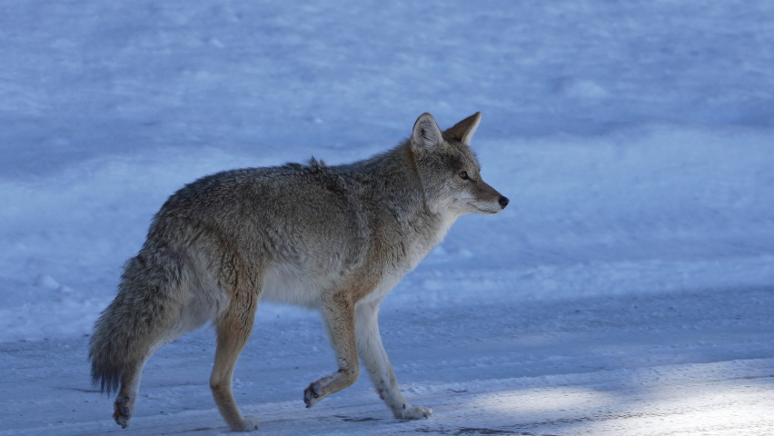 Coyote trotting on road in the Grand Tetons in Wyoming during winter.
