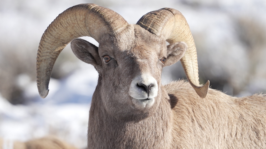 Bighorn Sheep