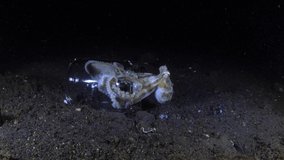 A very rare video of mating Coconut Octopuses - Amphioctopus marginatus. Underwater night life of Tulamben, Bali, Indonesia. 