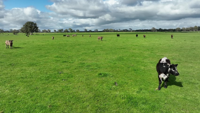 sustainable agriculture cow farm in a field, beef cows in a field. livestock herd grazing on grass on a farm. african cow, healthy regenerative food production