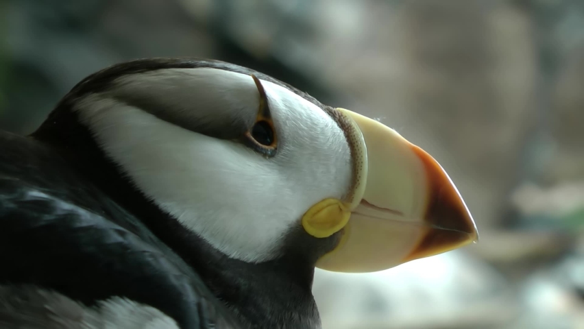 Horned Puffin face close up
Alaska Wildlife and nature, Anchorage 2021
