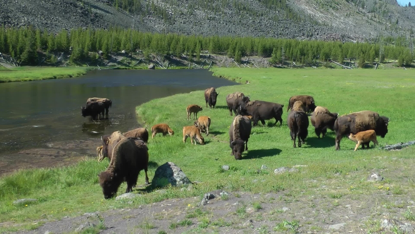 American bison herd near river drinks and resting, USA
Yellowstone National Park bison wildlife, 2022
