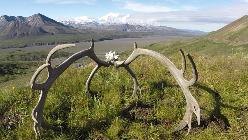 Antlers of caribou against the background of Denali Mount  
Alaska Wildlife and nature, 2021
