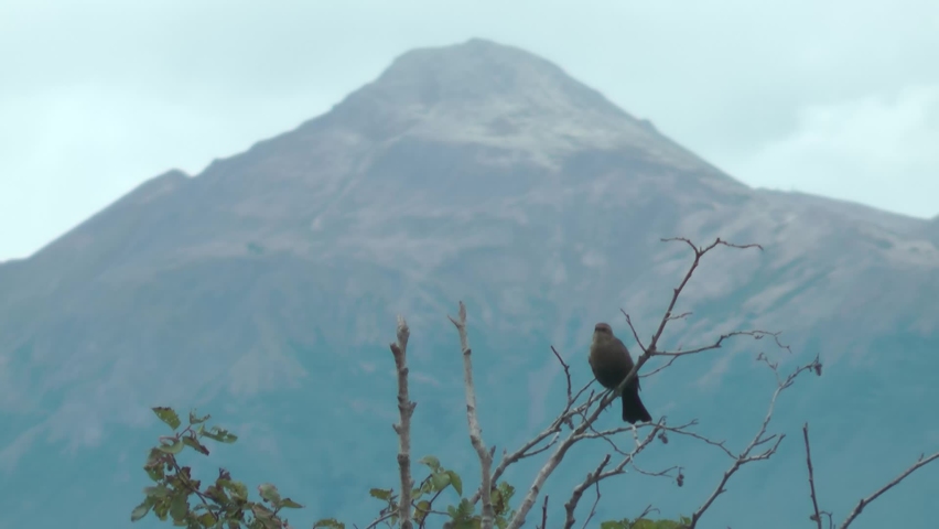 Brown-headed Cowbird on tree branch, Alaska 
Alaska wildlife and nature, 2021, Anchorage Alaska
