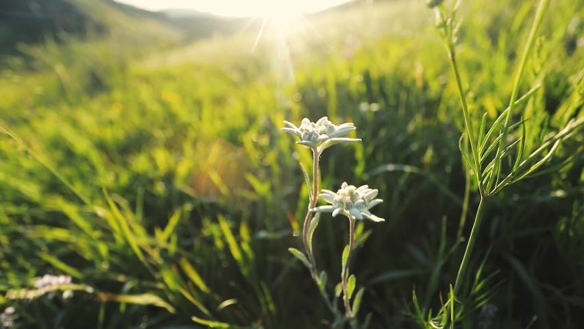 Beautiful edelweiss flowers at green field and surise Royalty-Free Stock Footage #1097457959