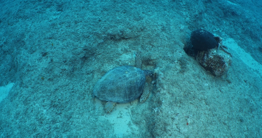 green turtle sleeping underwater behing a bump to get rid of the current