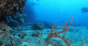 scuba divers underwater mediterranean sea exploring fish and axinella sponges in blue water
