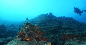 scuba diver underwater mediterranean sea exploring sponges fish and tubeworms in bodrum turkey
