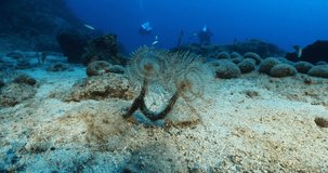 scuba diver underwater mediterranean sea exploring sponges fish and tubeworms  Sabella spallanzanii in bodrum turkey