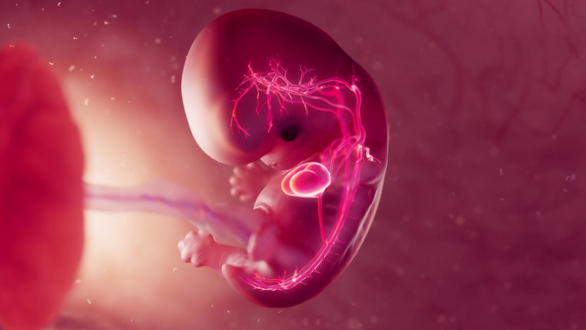 3d rendered medical animation of cardiovascular system of 8 week old embryo Royalty-Free Stock Footage #1097458937