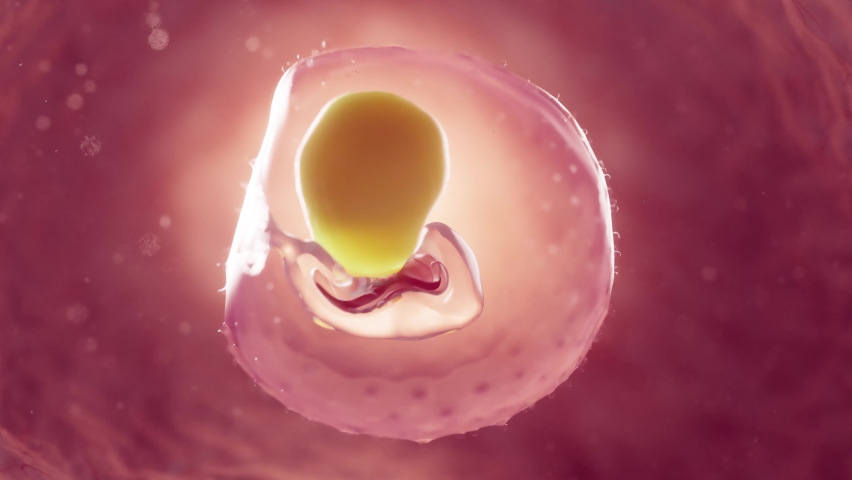 3d rendered medical animation of an embryo at 2 weeks of gestation Royalty-Free Stock Footage #1097458961
