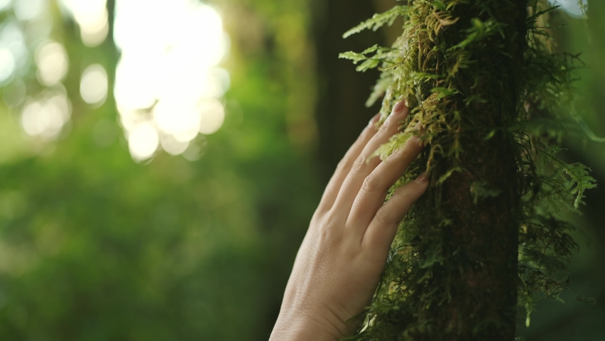 Hand of woman gently touching tree bark covered in green lush moss in rainforest. Close up and slow motion Royalty-Free Stock Footage #1097460747