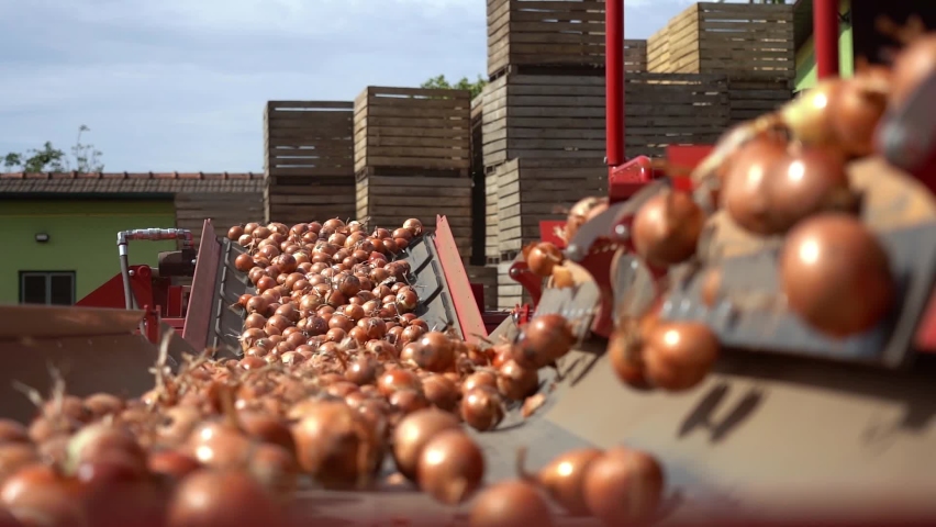 Slow Motion of Automatic Onion Selecting, Cleaning and Sorting Machine in Action. Fresh Onion Bulbs Moving Along Conveyor Belt. Postharvest Handling Of Vegetables. Farm Produce Wholesale.