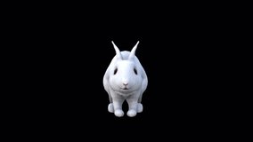 White Rabbit Jump View From Front , Animation.Full HD 1920×1080. 03 Second Long.Transparent Alpha Video. LOOP