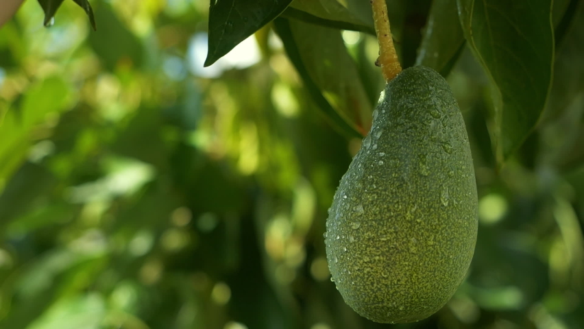 Avocado tree branch close up. Cultivation and production of avocado in the Mediterranean coastal region of Turkey. Avocado trees growing in subtropical conditions in Antalya. vegetable crops Royalty-Free Stock Footage #1097470013