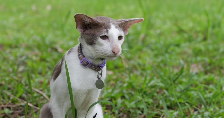 Portrait of a spotted oriental cat in the garden outdoors | Shutterstock HD Video #1097471657
