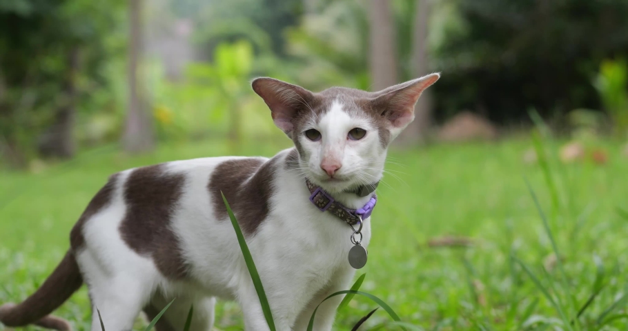 Close up portrait oriental cat on the green field. | Shutterstock HD Video #1097471663