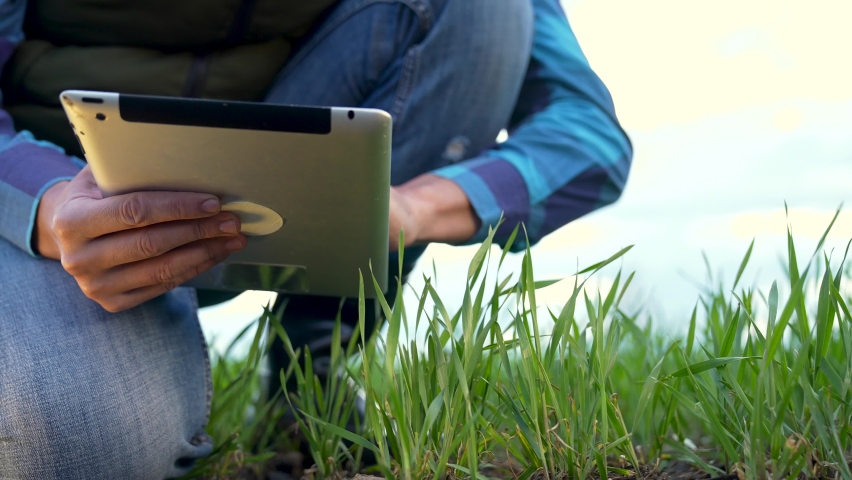 Agriculture.Farmer in green wheat field with tablet.Man cultivates embryos of green grass Agriculture concept.Farmer checks young plant.Plantation of green sprouts of wheat.Farmer with tablet in field Royalty-Free Stock Footage #1097472393