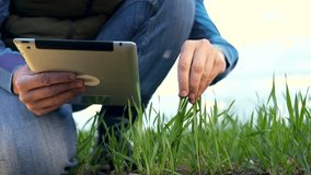Agriculture.Farmer in green wheat field with tablet.Man cultivates embryos of green grass Agriculture concept.Farmer checks young plant.Plantation of green sprouts of wheat.Farmer with tablet in field - Powered by Shutterstock - Get 15% off with code: PIKWIZARD15