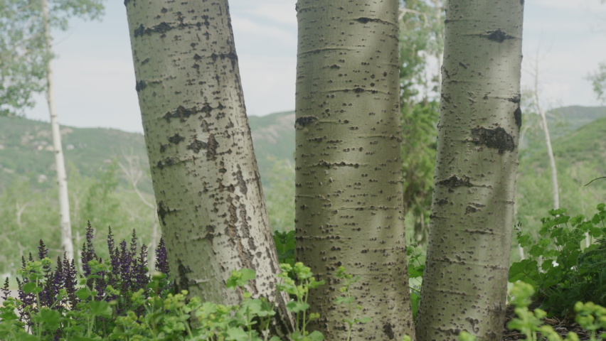 Reveal from three thick aspen tree trunks to mountain view in front yard of house