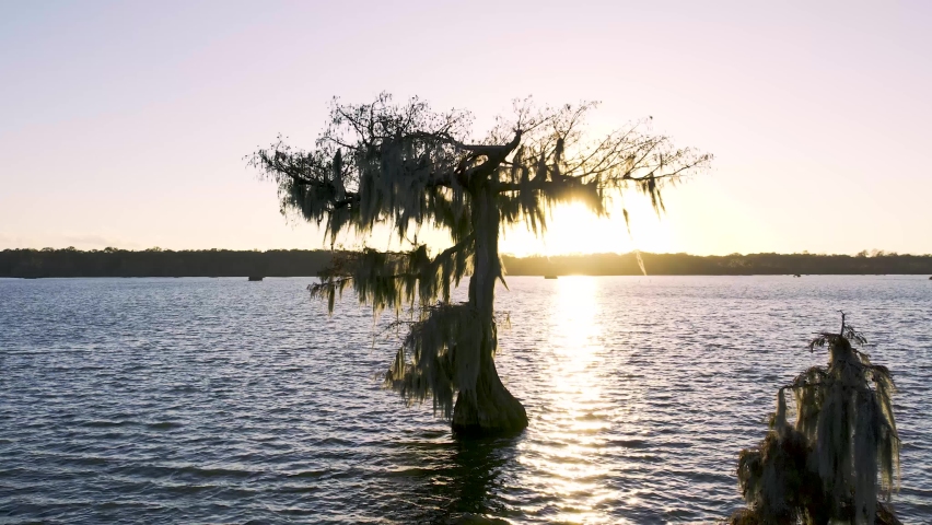 Sunset behind a Bald Cypress tree over the waters of Lake Martin in Breaux Bridge, Louisiana.