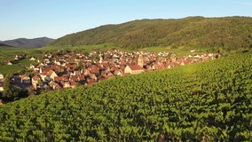 View of Riquewihr village and vineyards on Alsatian Wine Route, France. Most beautiful villages of France, Riquewihr in Alsace.