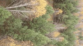 Vertical video of a forest with many trees in autumn