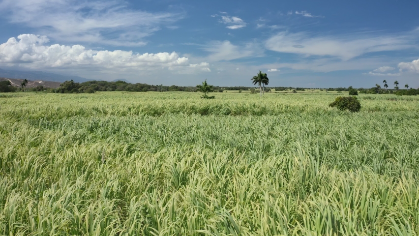 Sugar can fields in HAITI