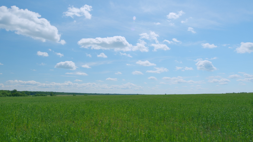 Blue sky and clouds. Bright green wheat field blowing in a delicate wind with a blue sky with white clouds. Slow motion.