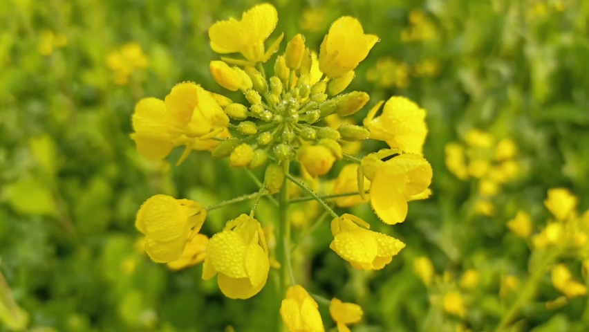 Rapeseed plant also known as Canola in UK.  | Shutterstock HD Video #1097490995